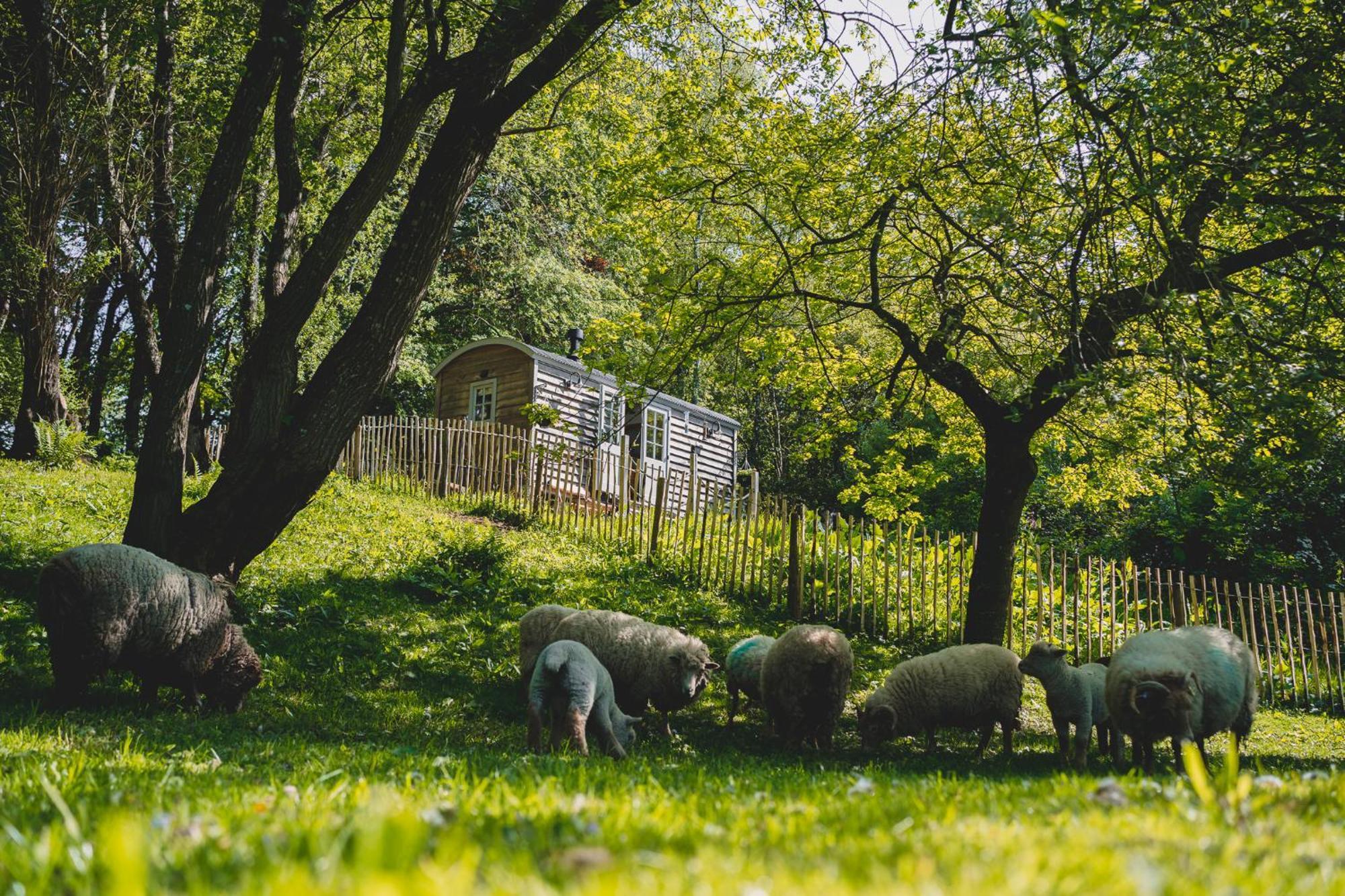 Somerset Shepherds Huts Winsham Экстерьер фото